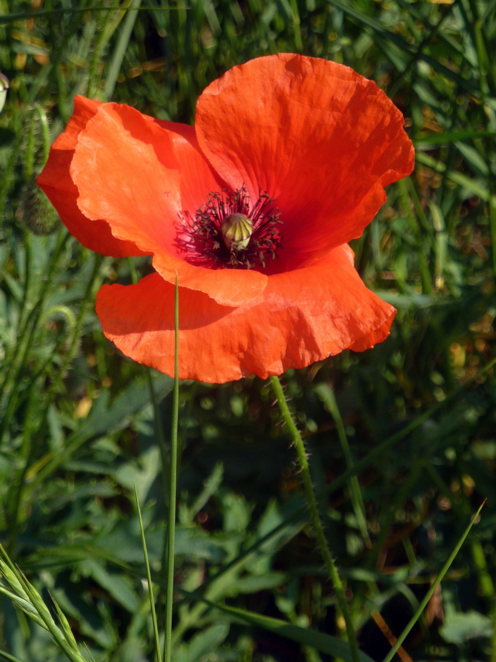 Panasonic DMC-TZ7 sample photo. Flower, poppy, nature photography