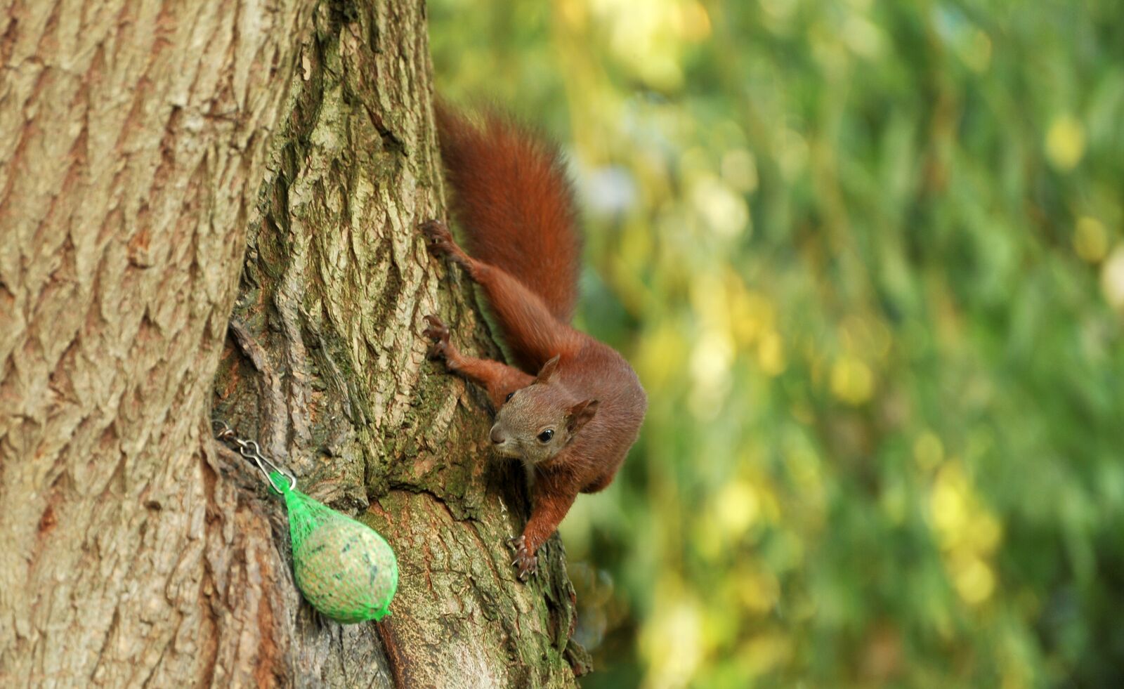 Nikon D3S sample photo. Squirrel, tree, pasture photography