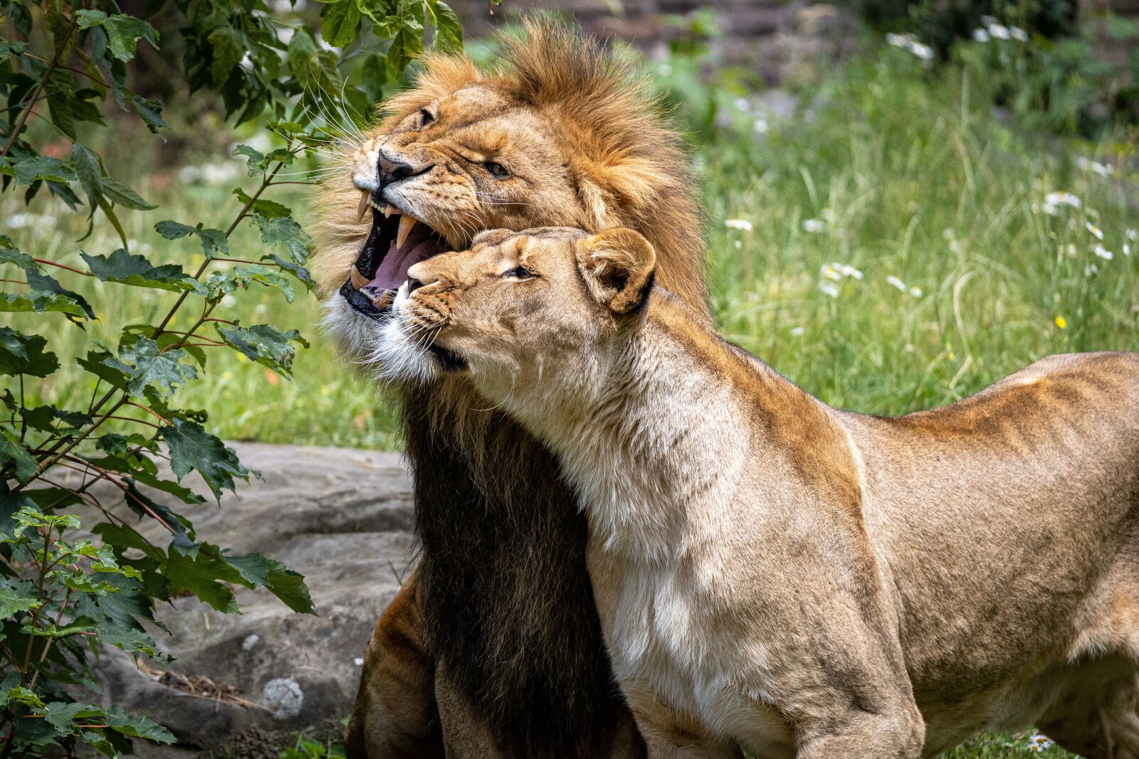 Canon EOS RP sample photo. Lion, zoo, animal photography