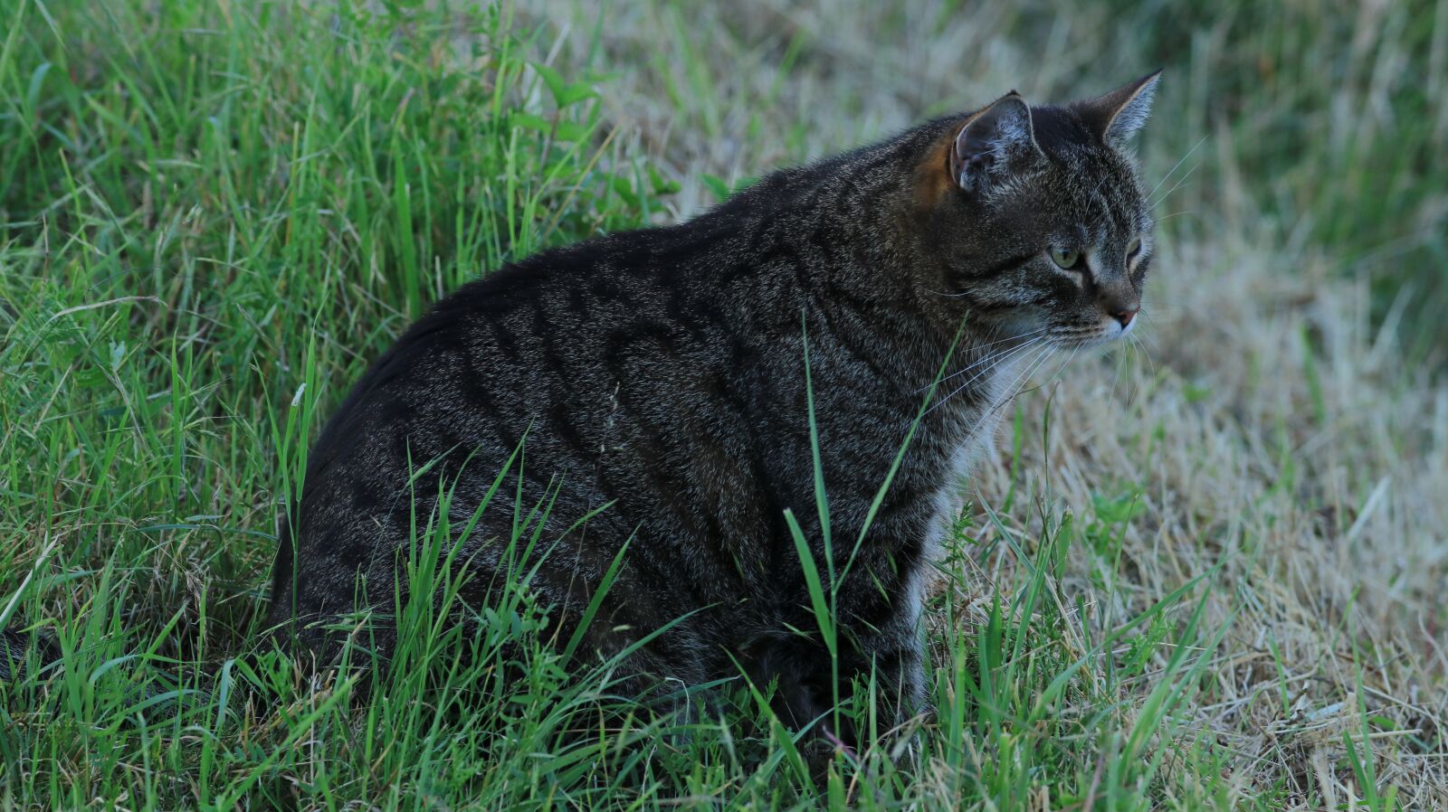 150-600mm F5-6.3 DG OS HSM | Contemporary 015 sample photo. Cat, garden, summer photography
