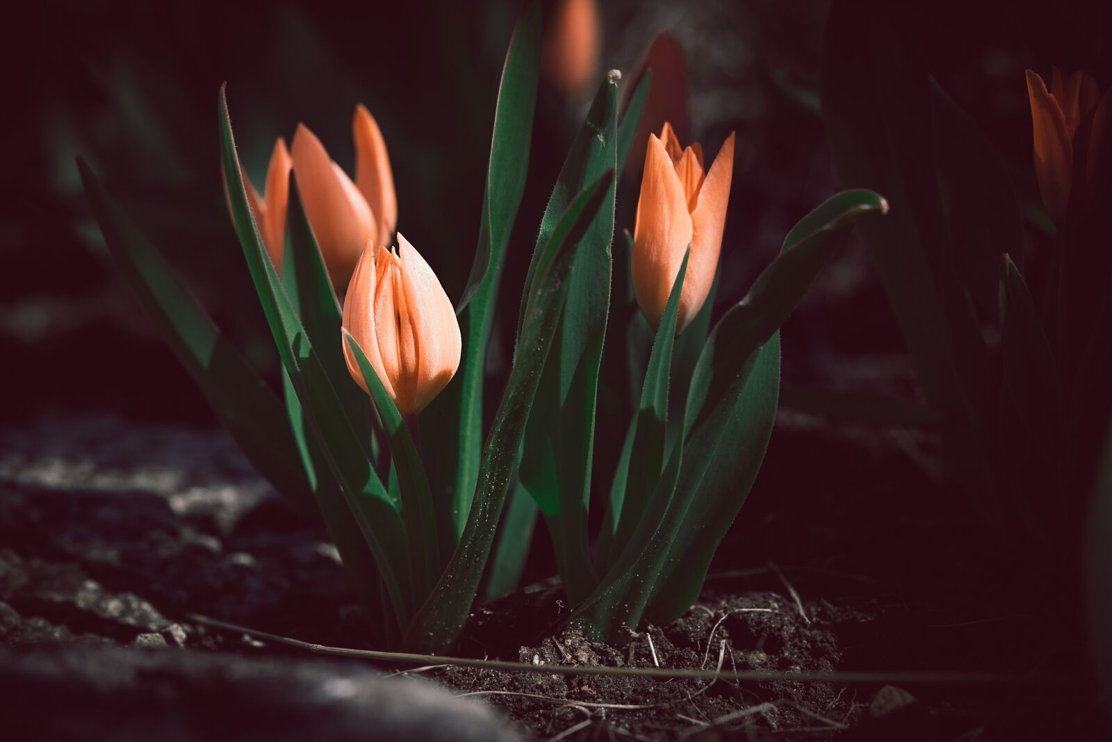 Nikon D750 sample photo. Flower, flowers, tulips photography