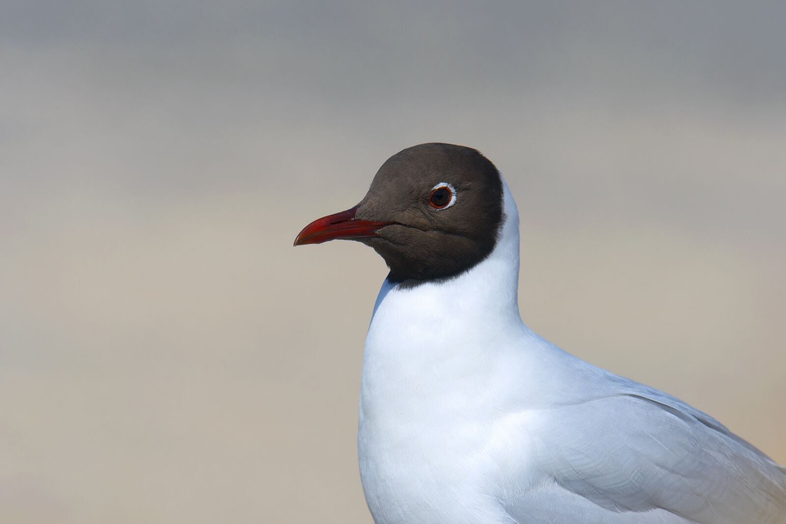 Nikon D500 sample photo. Black headed gull, portrait photography