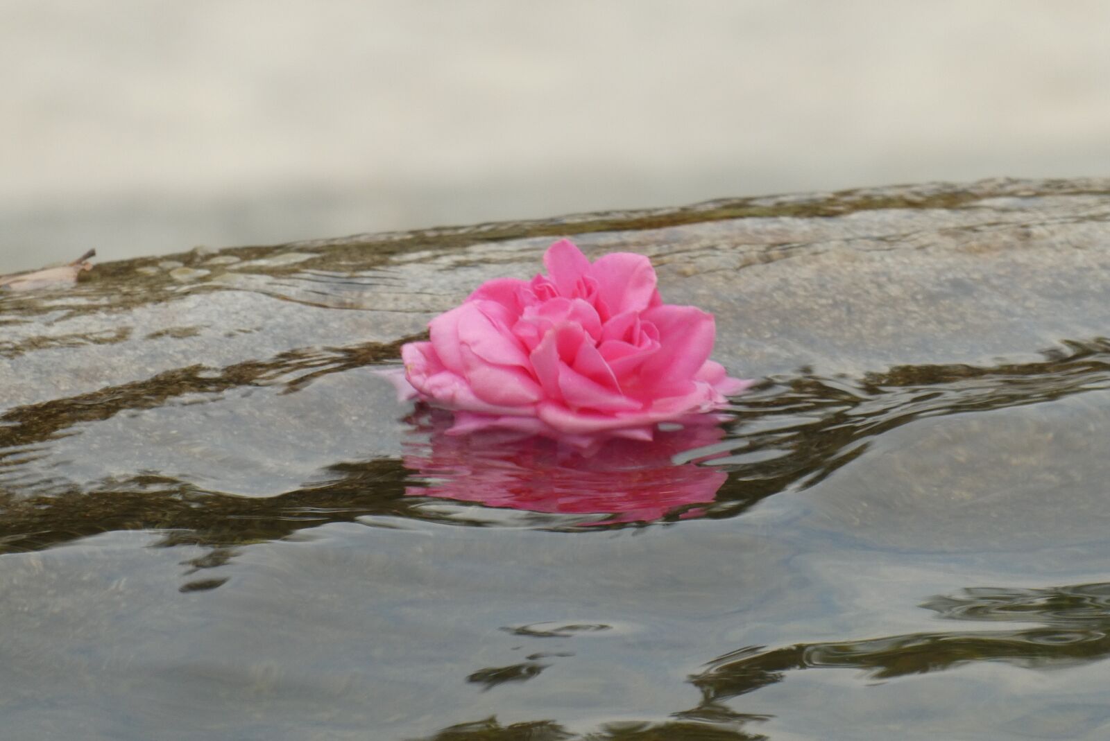Panasonic Lumix DC-ZS70 (Lumix DC-TZ90) sample photo. Rose, water, pond photography