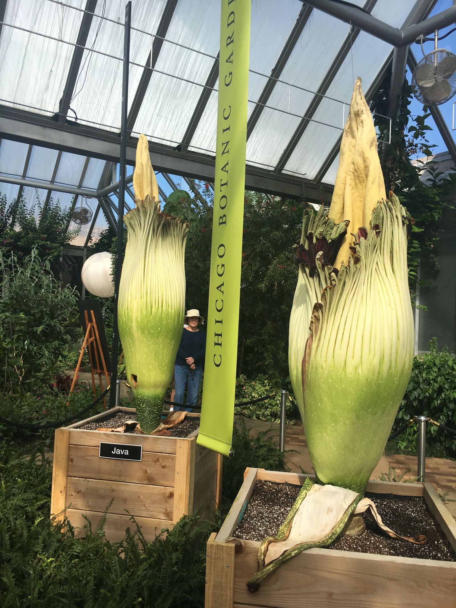 iPhone 6s back camera 4.15mm f/2.2 sample photo. Corpse, flowers, chicago, botanic photography
