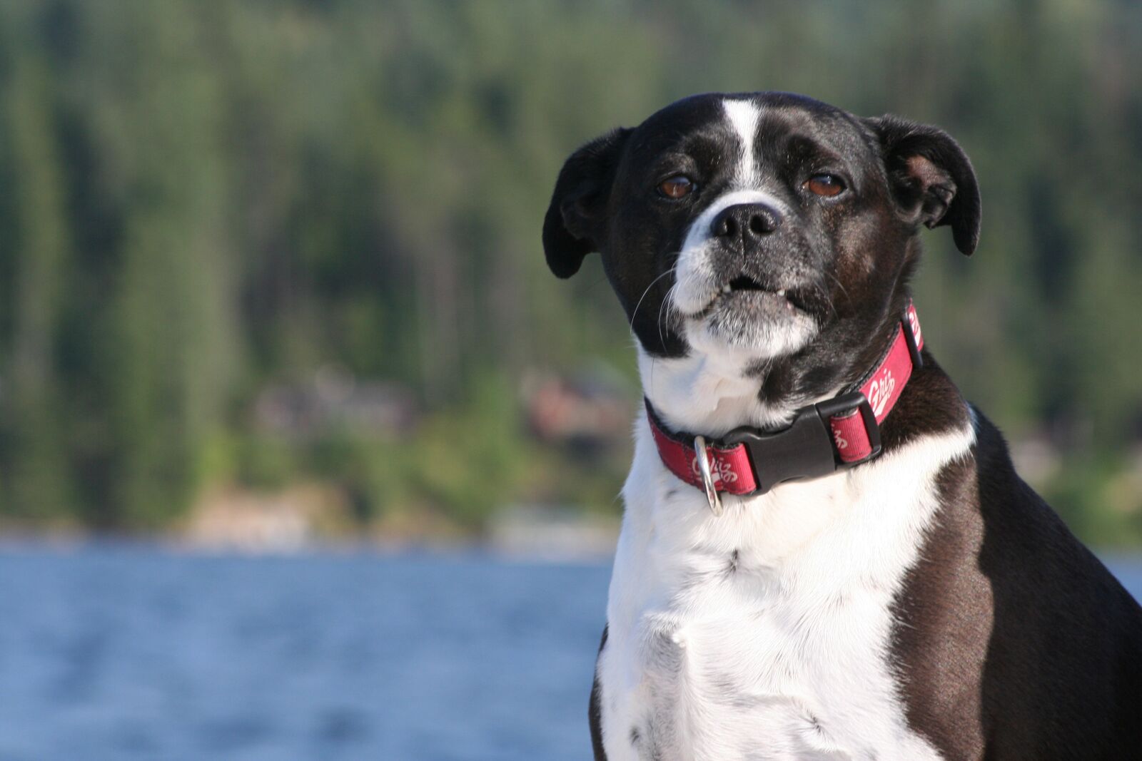 Canon EOS 350D (EOS Digital Rebel XT / EOS Kiss Digital N) sample photo. Dog, lake, ride photography