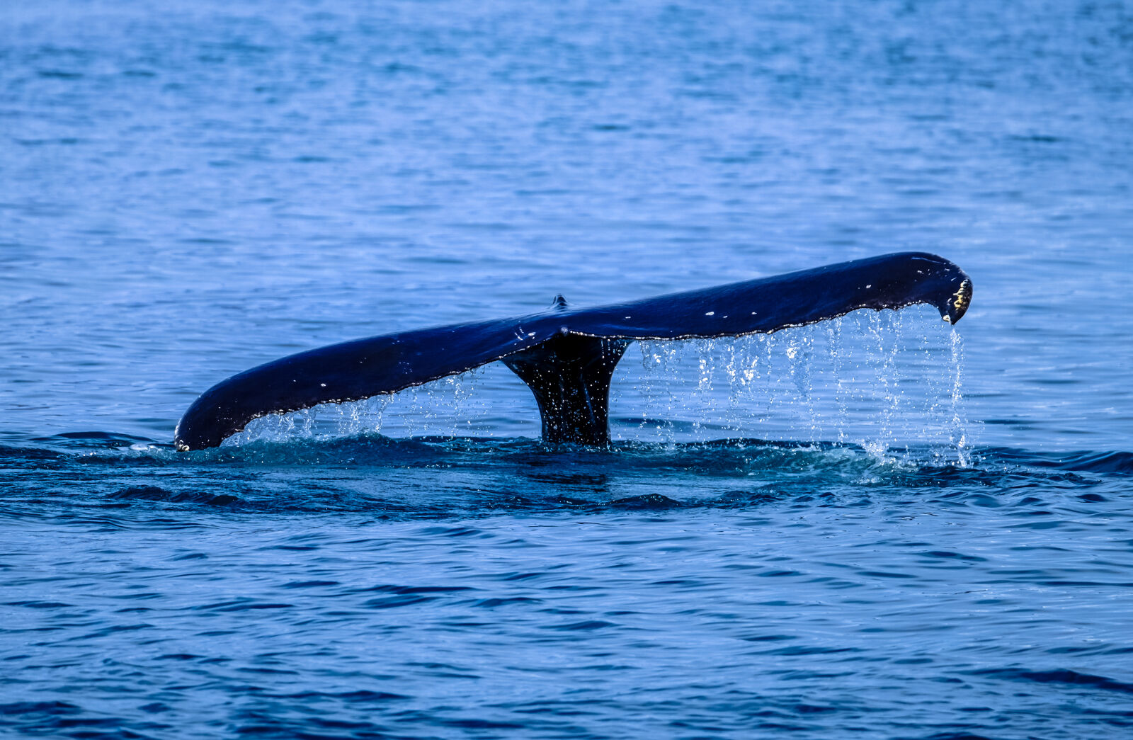 Fujifilm XF 100-400mm F4.5-5.6 R LM OIS WR sample photo. Action, animal, ocean, outdoors photography
