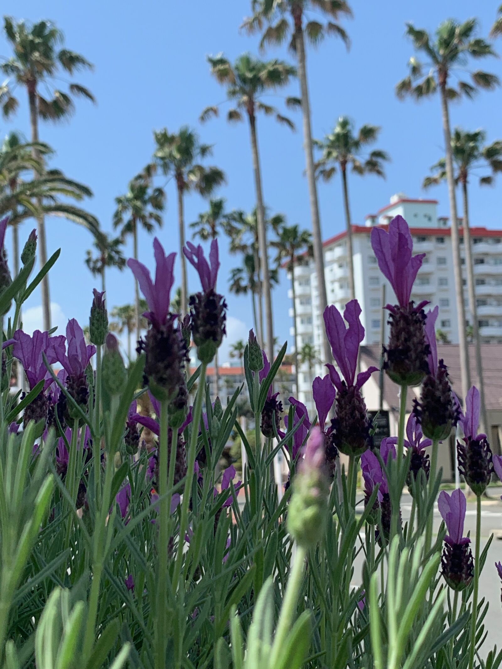 iPhone XS Max back dual camera 4.25mm f/1.8 sample photo. Zushi marina, lavender, palm photography