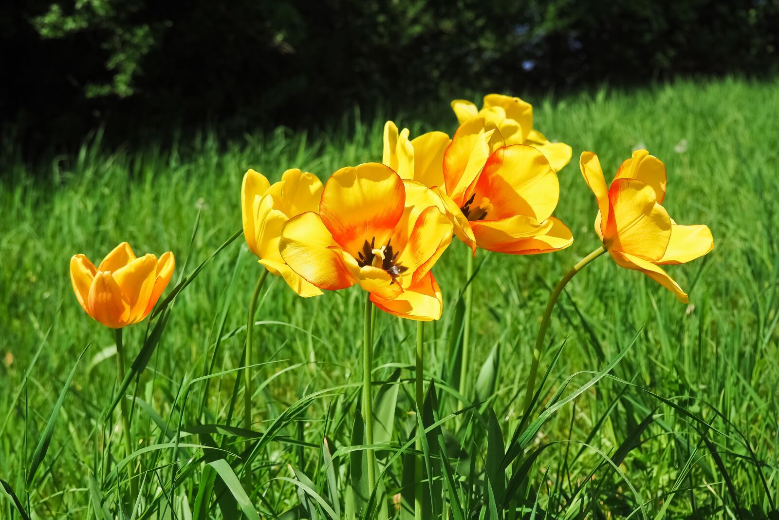 Olympus OM-D E-M10 sample photo. Flower, nature, summer photography