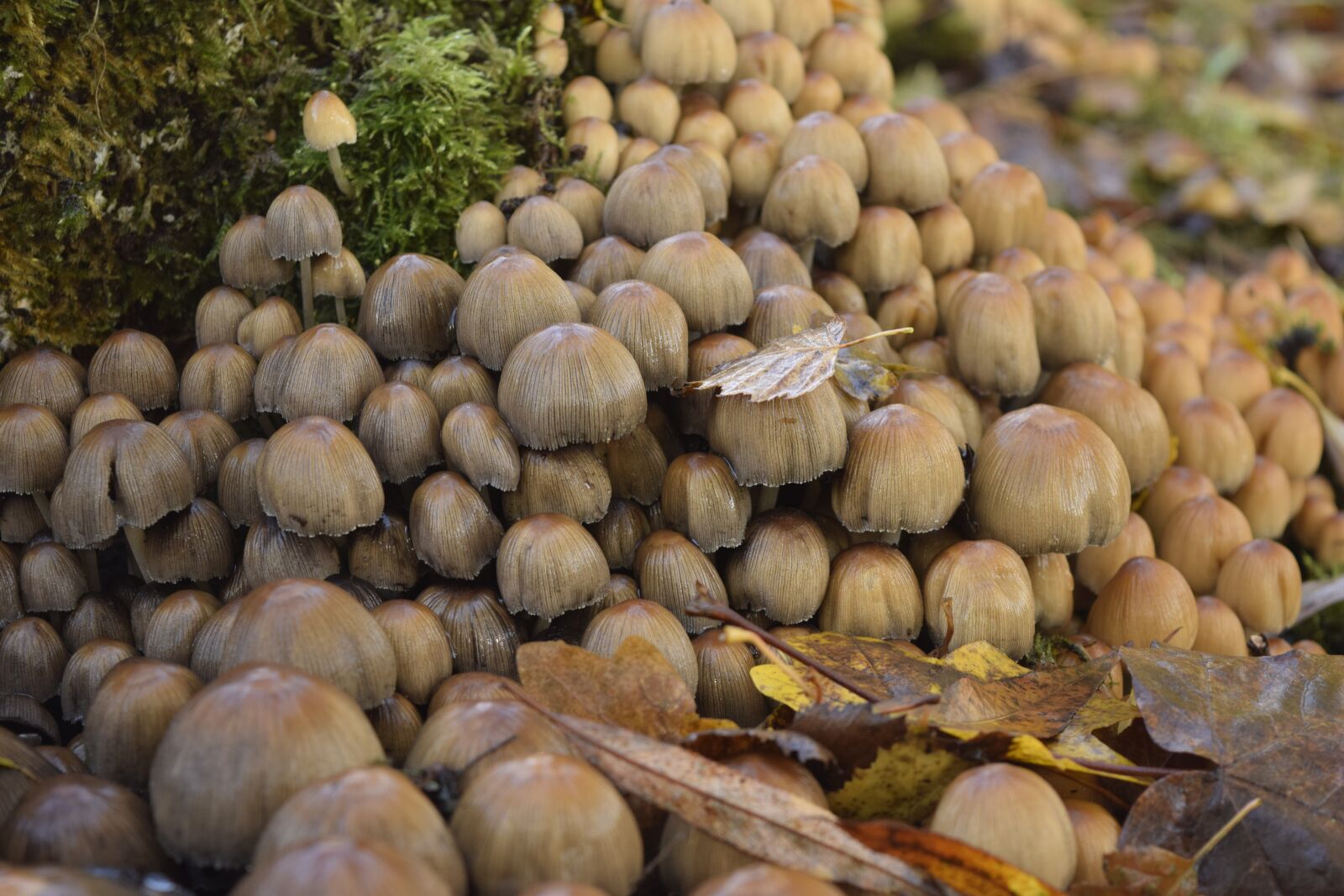 Nikon D3300 sample photo. Desktop background, mushroom photography