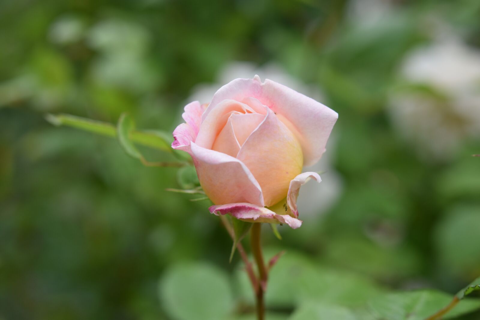 Nikon D5600 sample photo. Pink, pink romantic, rosebush photography