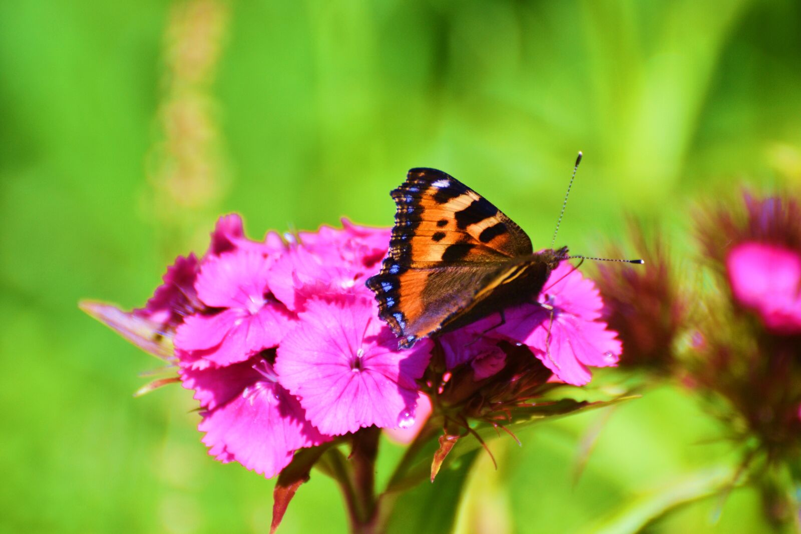 Nikon D3100 sample photo. Butterfly, flower, garden photography