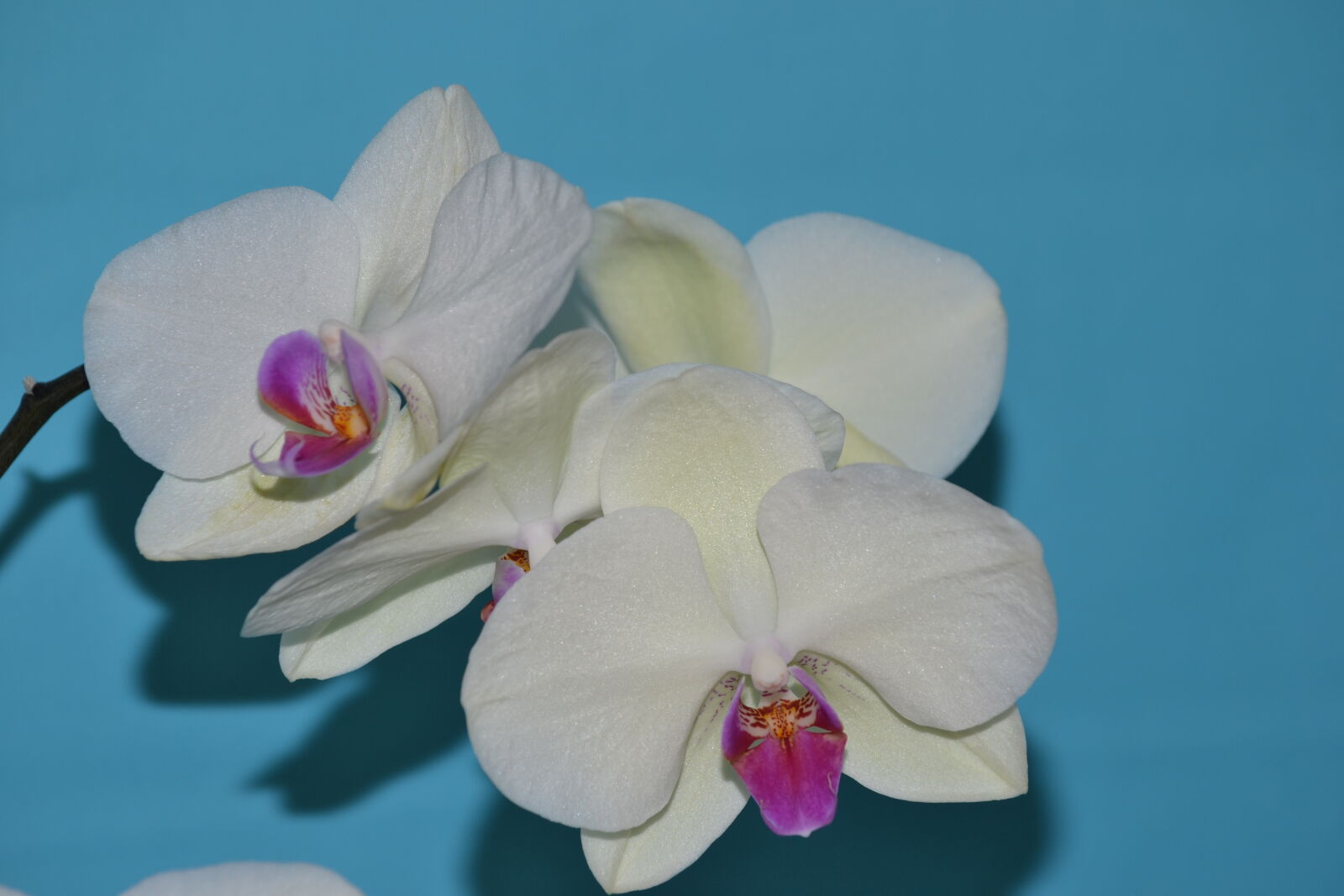 Nikon D3100 sample photo. Flowering, plant, nature, orchid photography