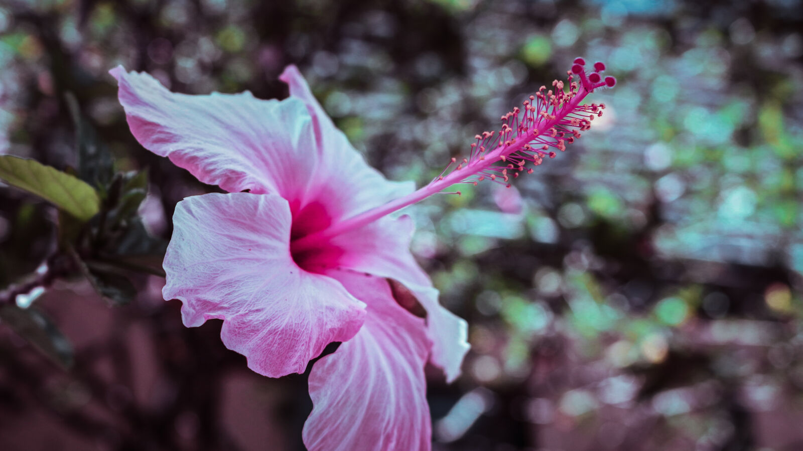Canon EOS 700D (EOS Rebel T5i / EOS Kiss X7i) sample photo. Beautiful, beautiful, flowers, flower photography