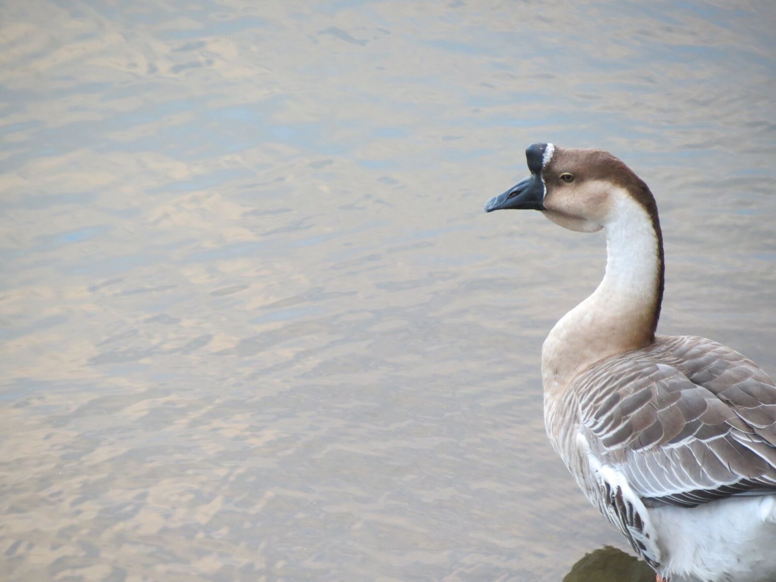 Canon PowerShot SX40 HS sample photo. Duck, animal, beak photography