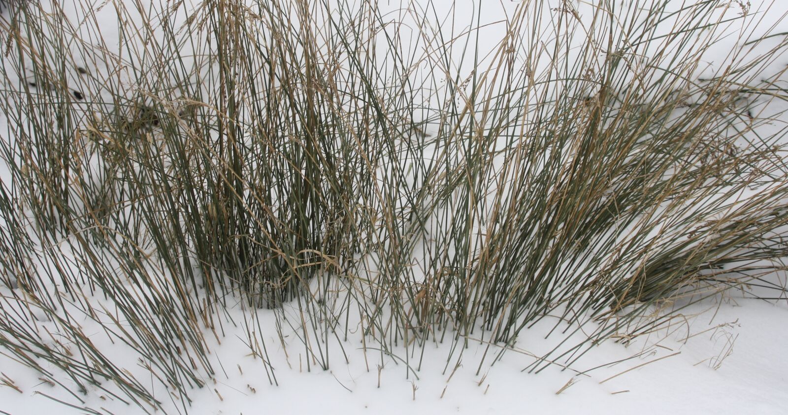 Canon EOS 1000D (EOS Digital Rebel XS / EOS Kiss F) sample photo. Reed, snow, white photography