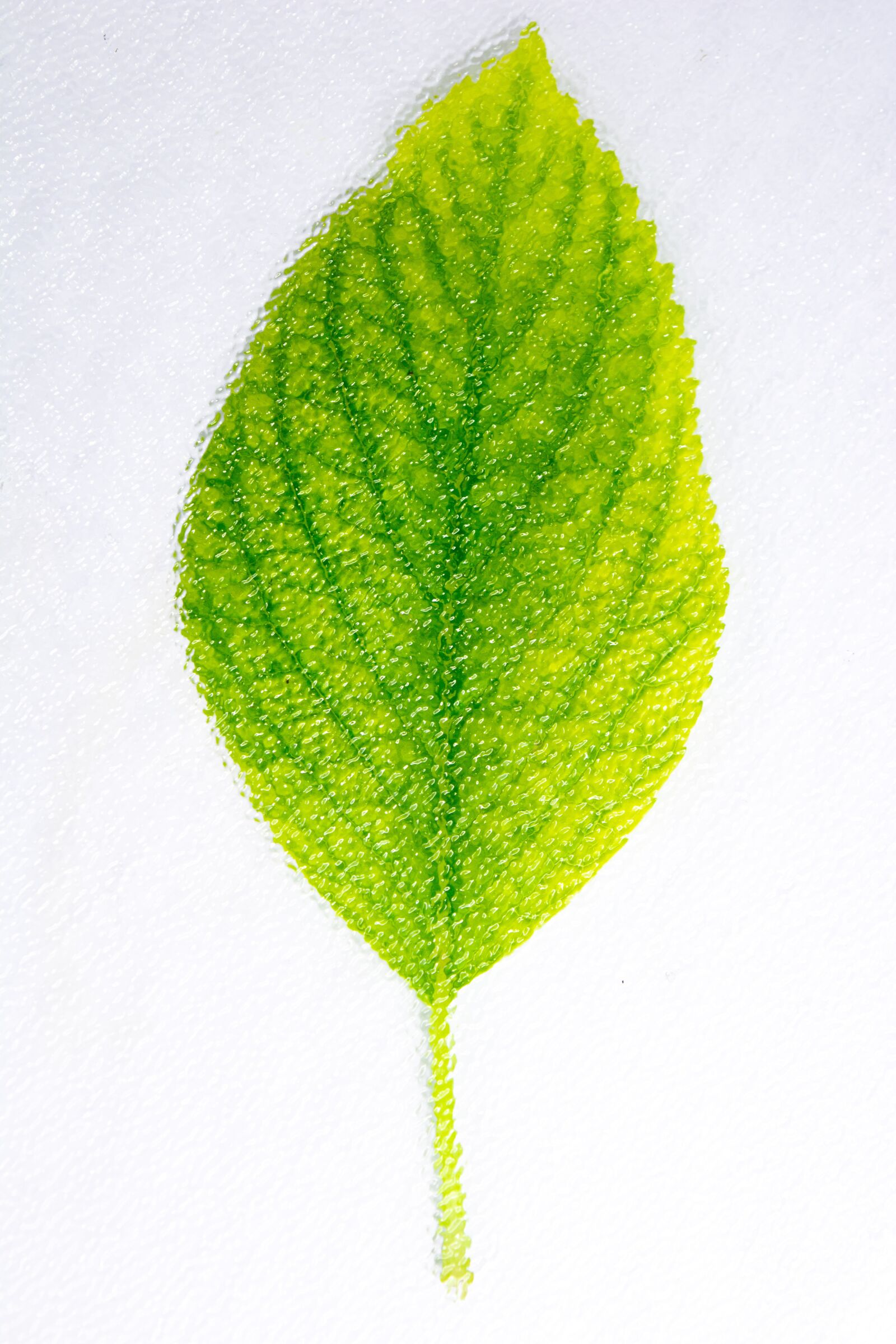 Nikon D5200 sample photo. Leaf leafs, green, white photography