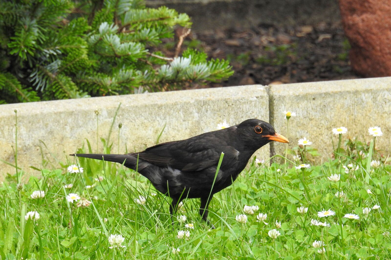 Nikon Coolpix P900 sample photo. Blackbird, blackbird male, bird photography