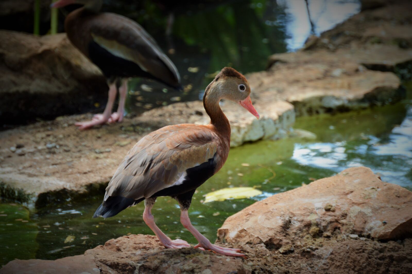 Nikon D3200 sample photo. Duck, animal, nature photography