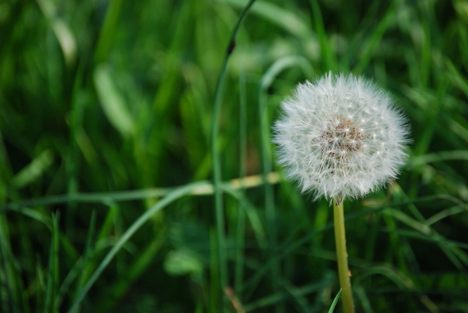 Nikon D40X sample photo. Dandelion, grass, green, plants photography
