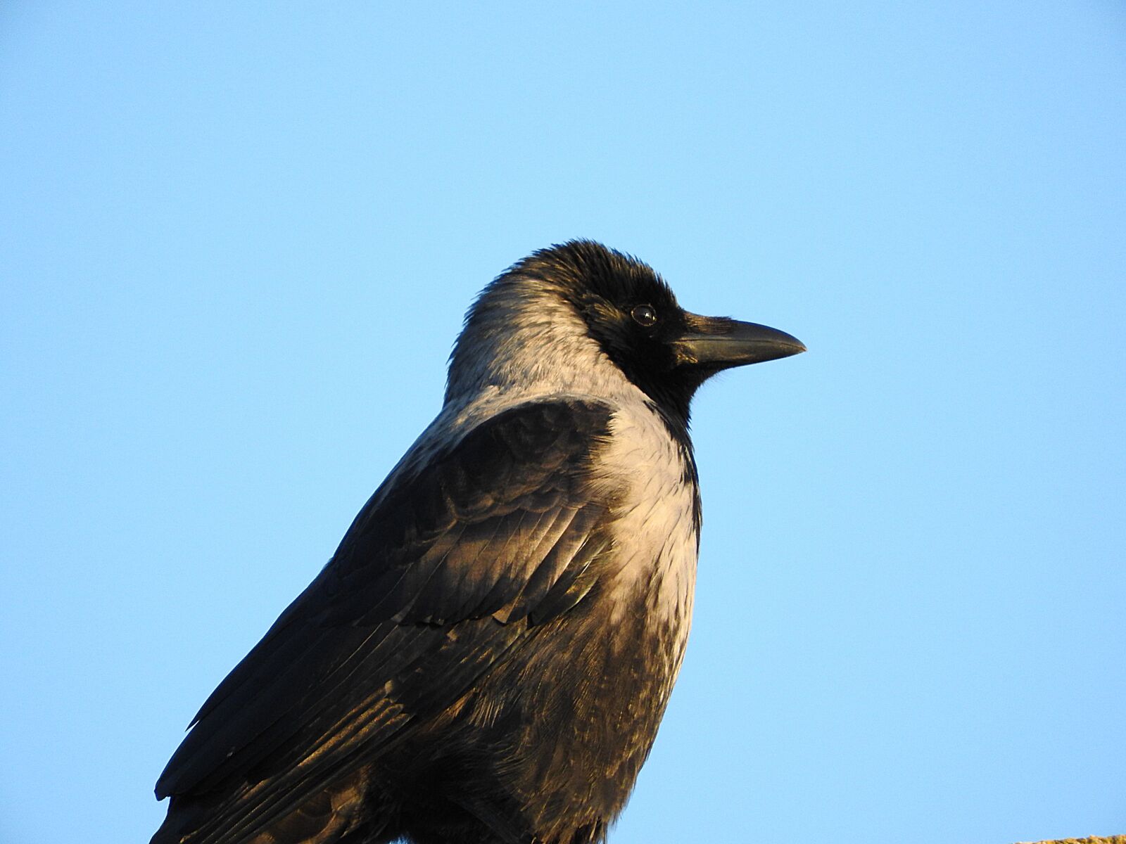 Nikon Coolpix P610 sample photo. Crow, bird, raven bird photography