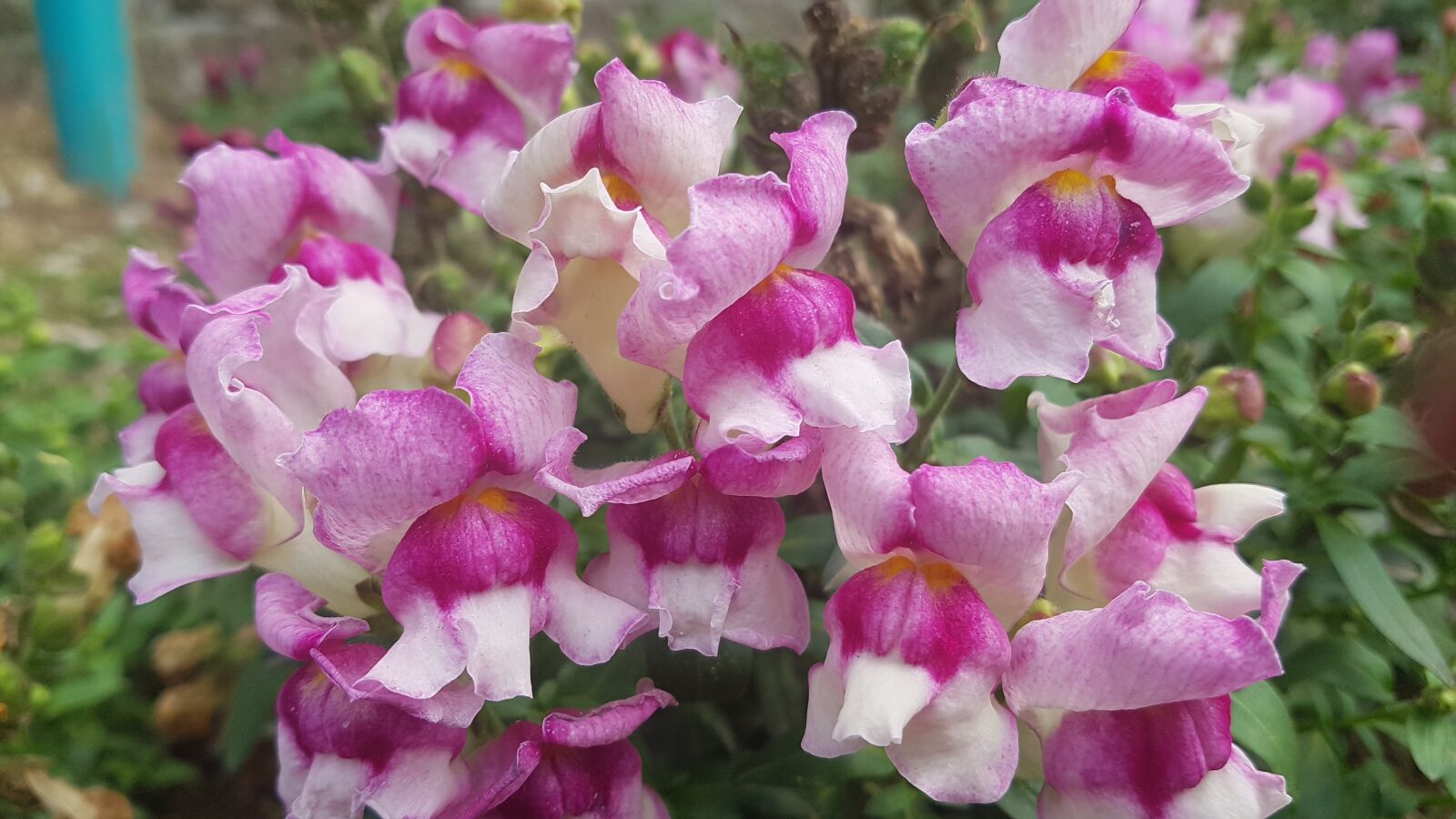 Samsung Galaxy S7 sample photo. Light pink flowers, light photography
