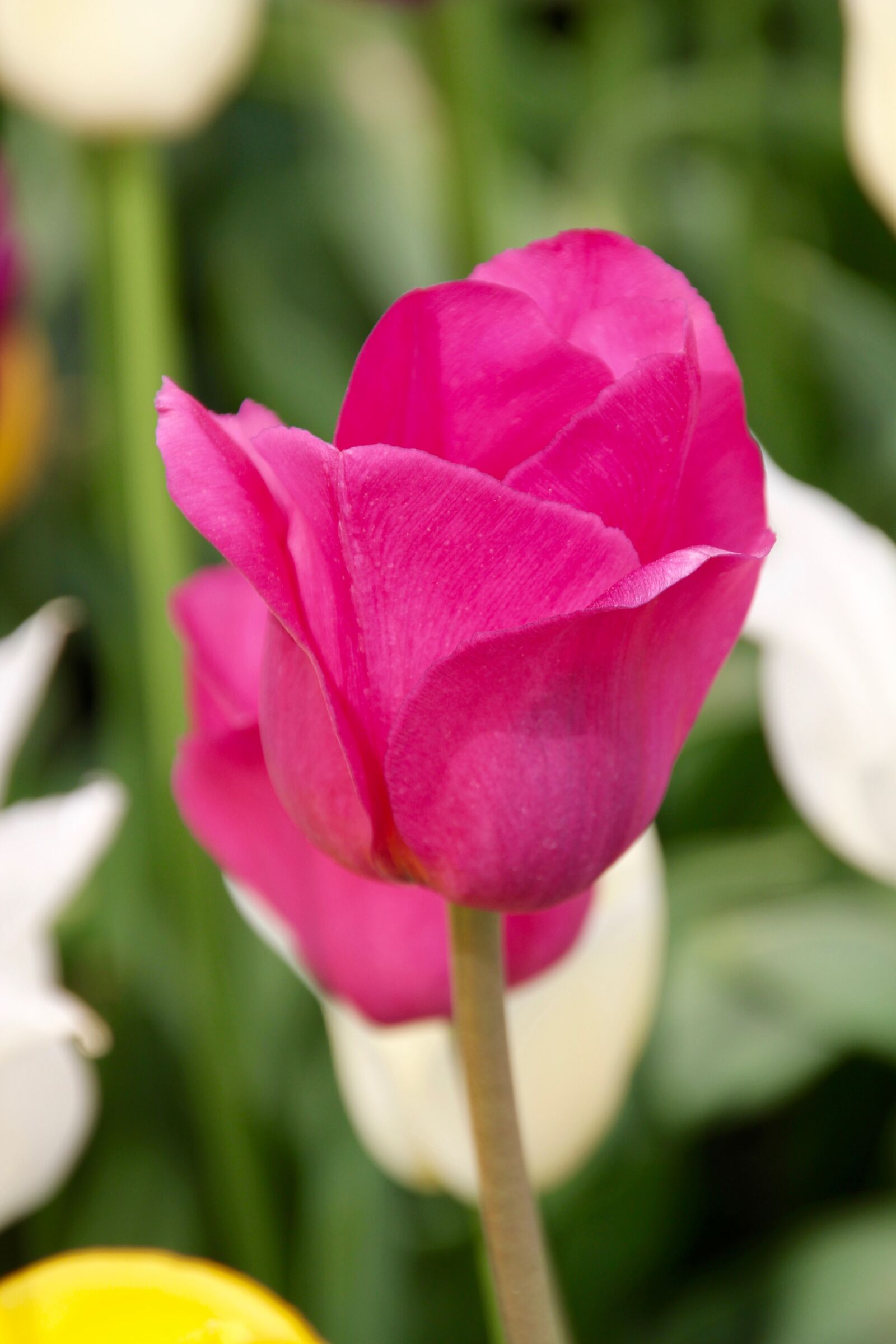 Canon EOS 60D sample photo. Tulip, tulip field, tulpenbluete photography