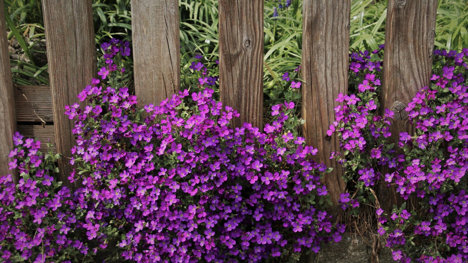 Canon EOS 80D sample photo. Plants pillow, may, aubrietien photography