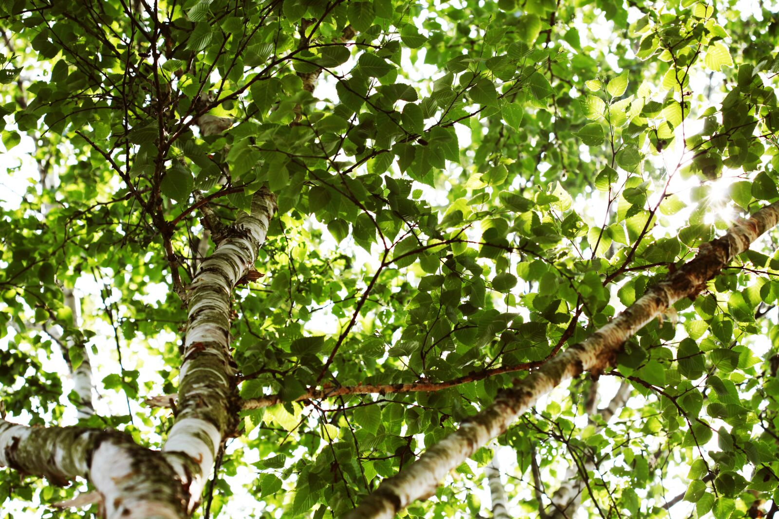 Canon EOS 5D Mark II sample photo. Birch, tree, environment photography