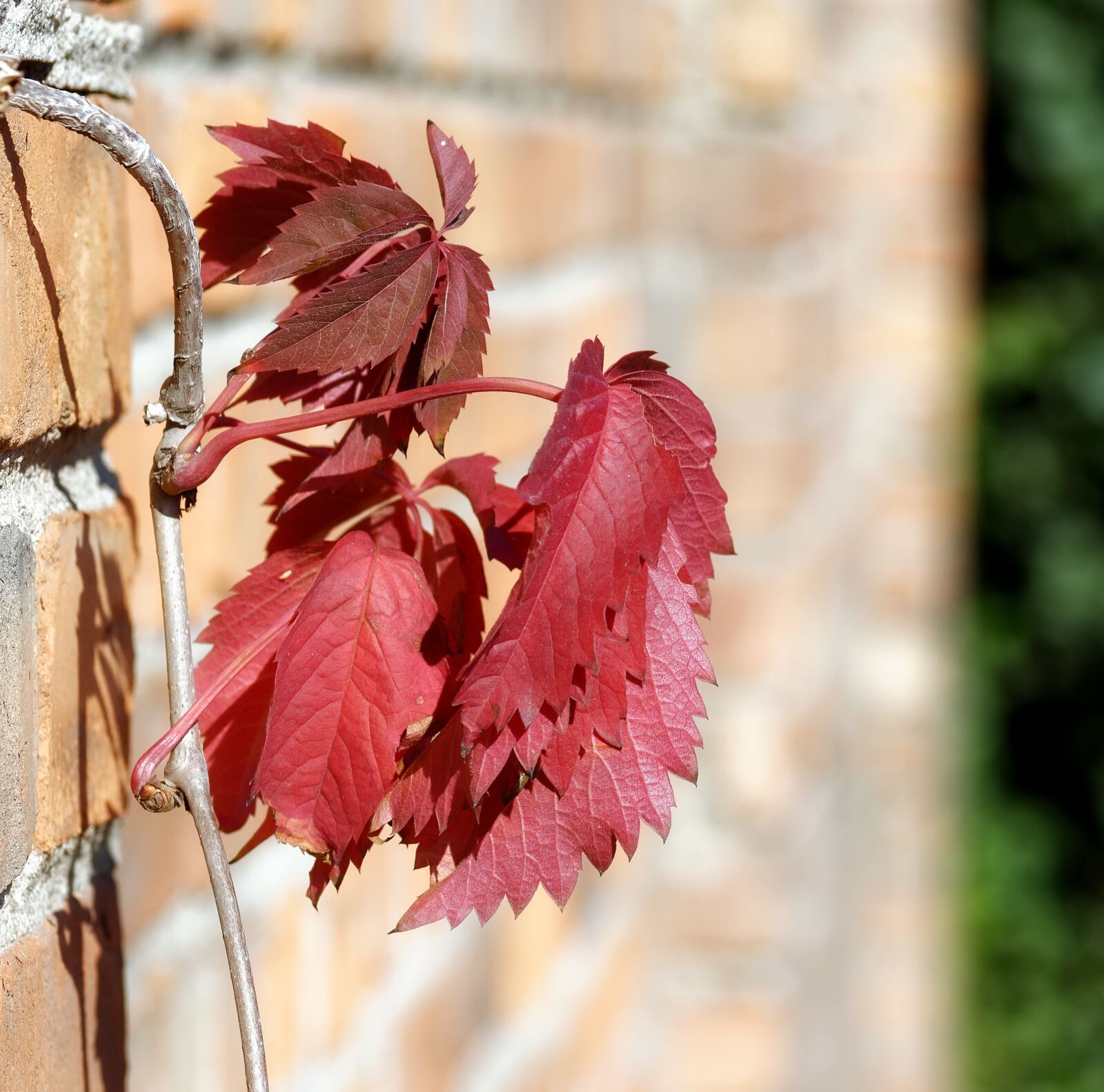Nikon D5100 sample photo. Leaves, red, plant photography