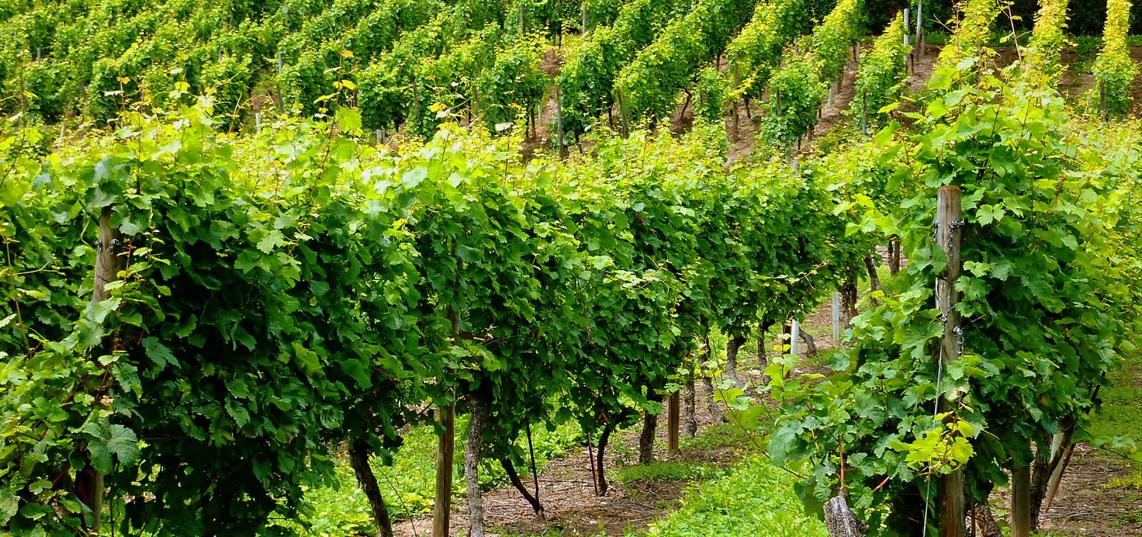 Panasonic DMC-TZ7 sample photo. Vineyard, vines, winegrowing photography