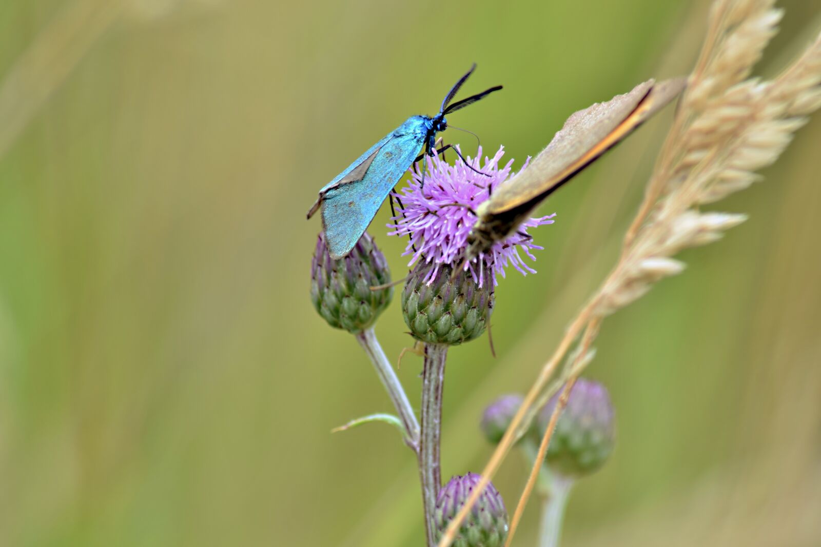 Nikon D5300 sample photo. Butterflies, field bloom, meadow photography