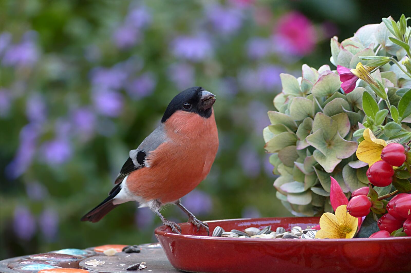Panasonic Lumix DMC-FZ200 sample photo. Animal, bird, bullfinch photography