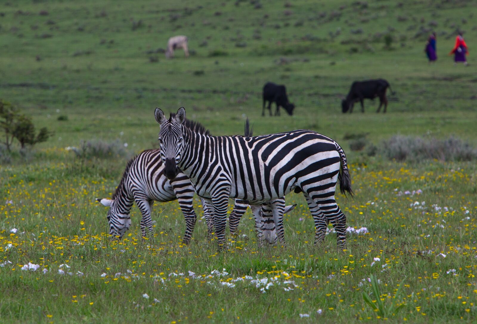 Canon EF 70-200mm F2.8L IS USM sample photo. Zebra, wildlife, ngorongoro conservation photography