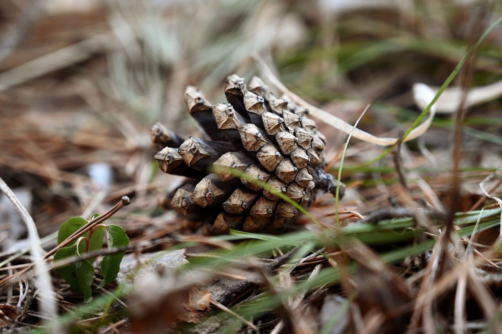 Nikon Z6 + Nikon Nikkor Z 24-70mm F4 S sample photo. Pine, pine cone, forest photography