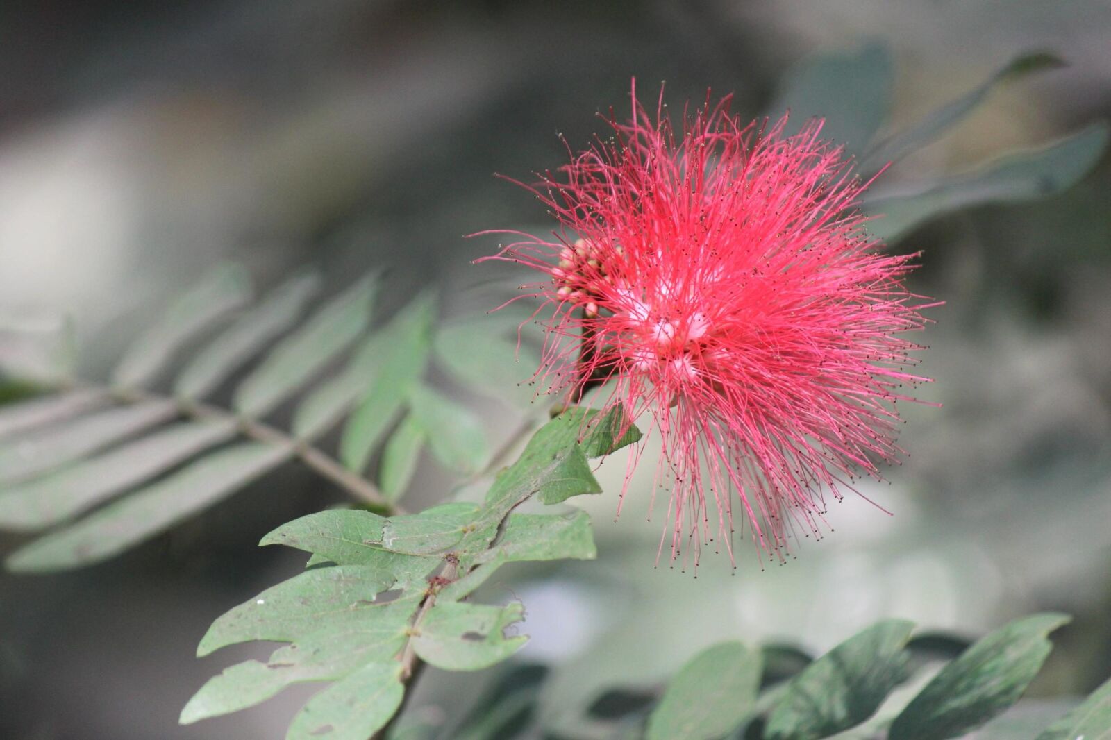 Canon EOS 600D (Rebel EOS T3i / EOS Kiss X5) sample photo. Flower, pink, shrub, herb photography