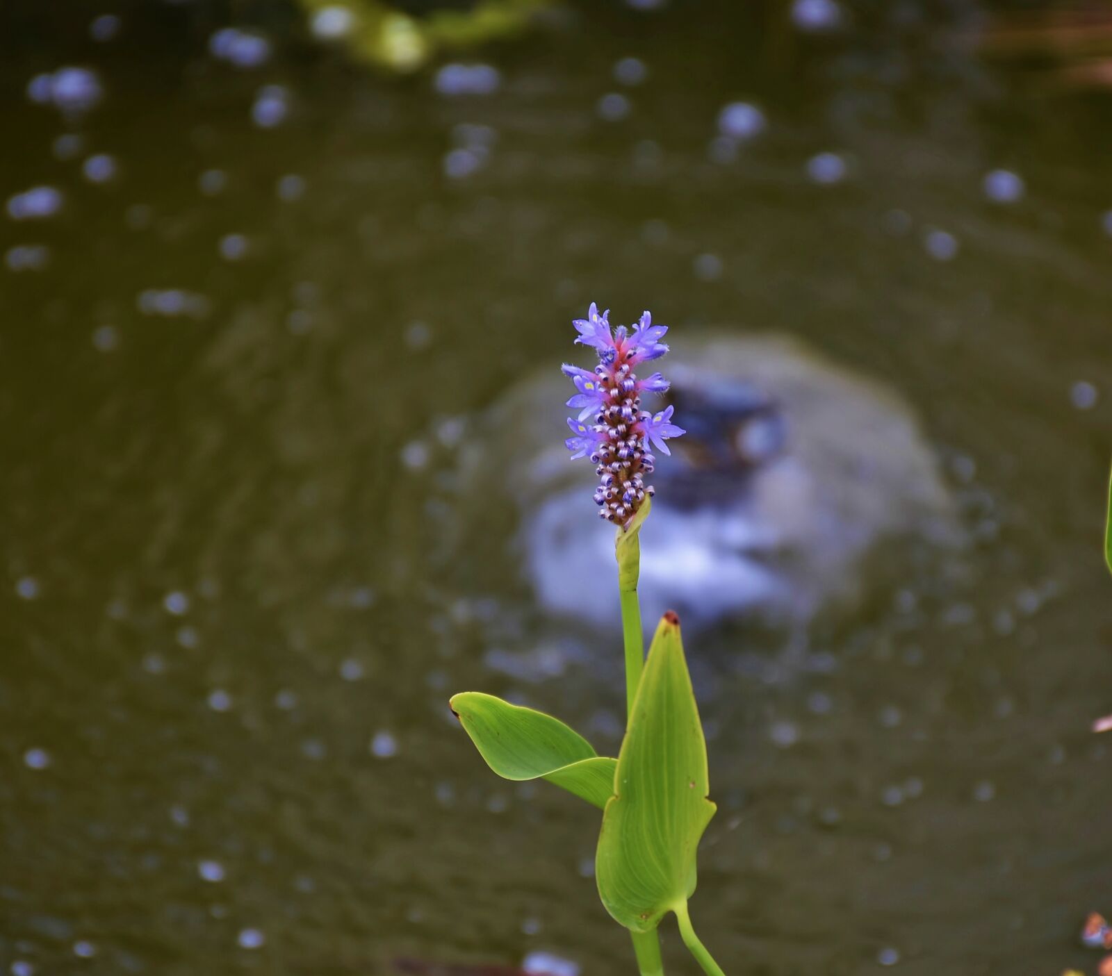 Nikon D7200 sample photo. Flower, blue, summer photography