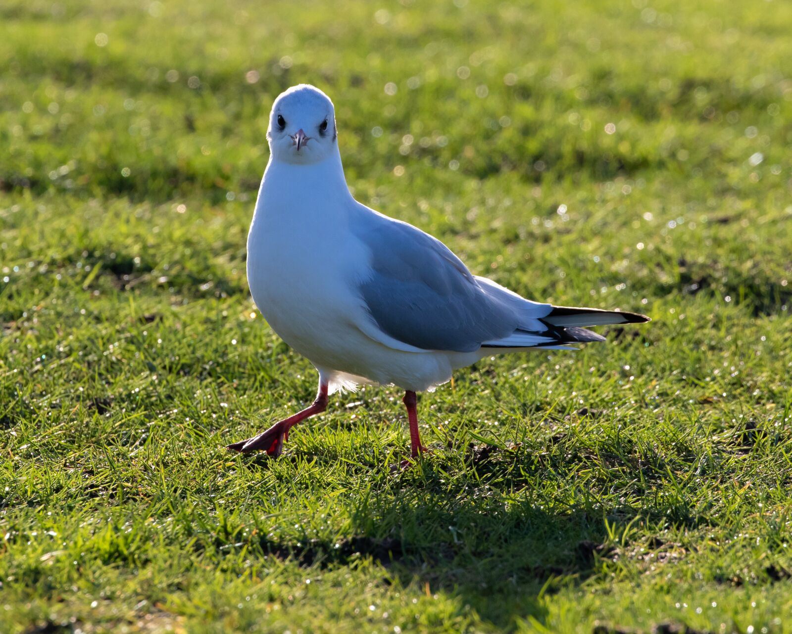 Canon EOS 7D Mark II sample photo. Gull, black headed gull photography