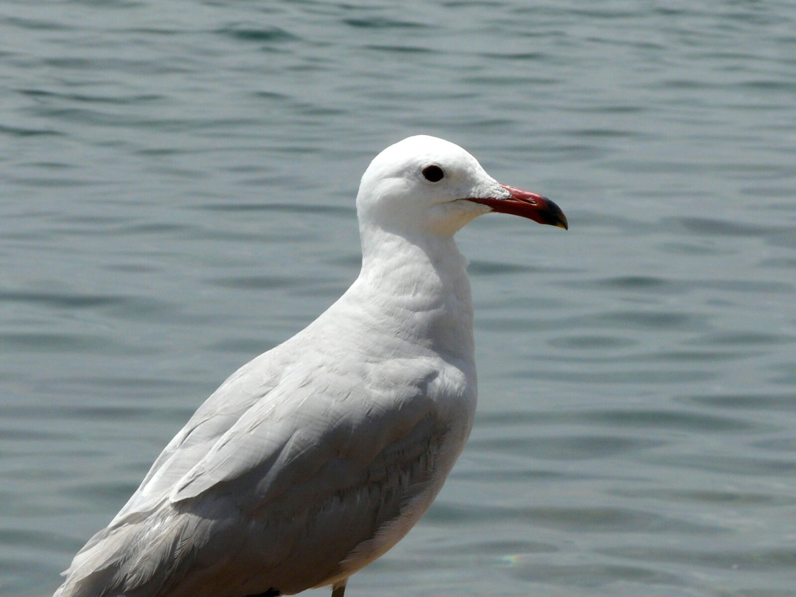 Panasonic DMC-FZ18 sample photo. Seagull, sea, water bird photography