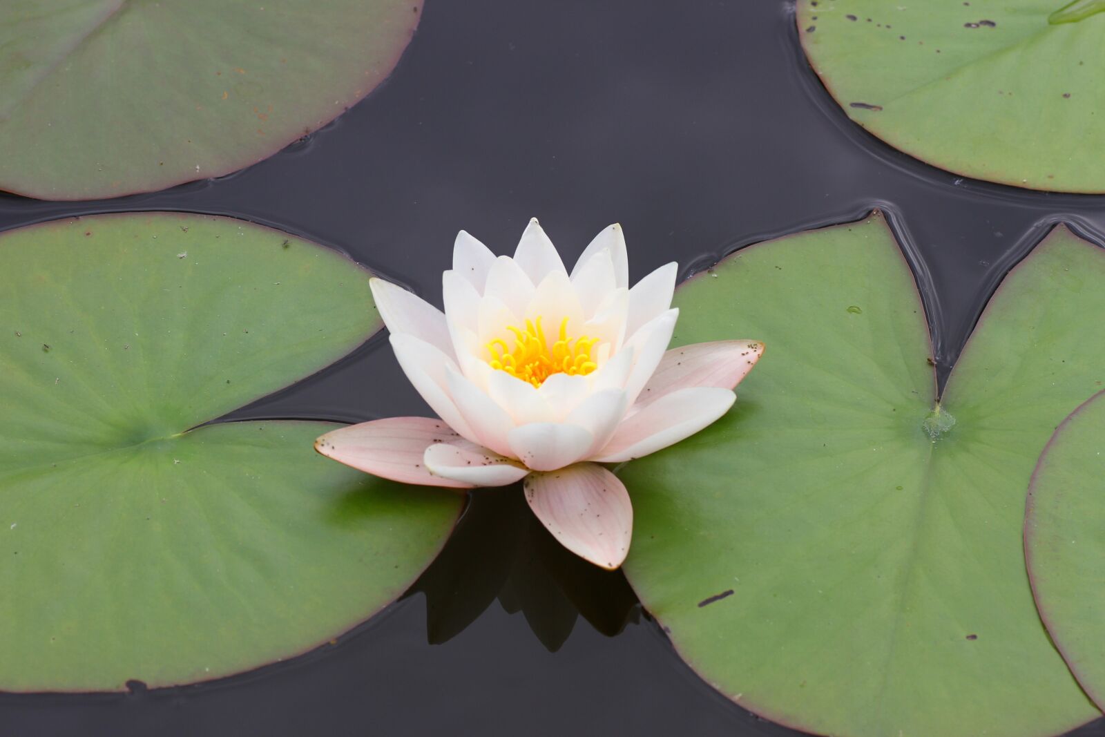 Canon EOS 7D sample photo. Lotus, water lily, lotus photography