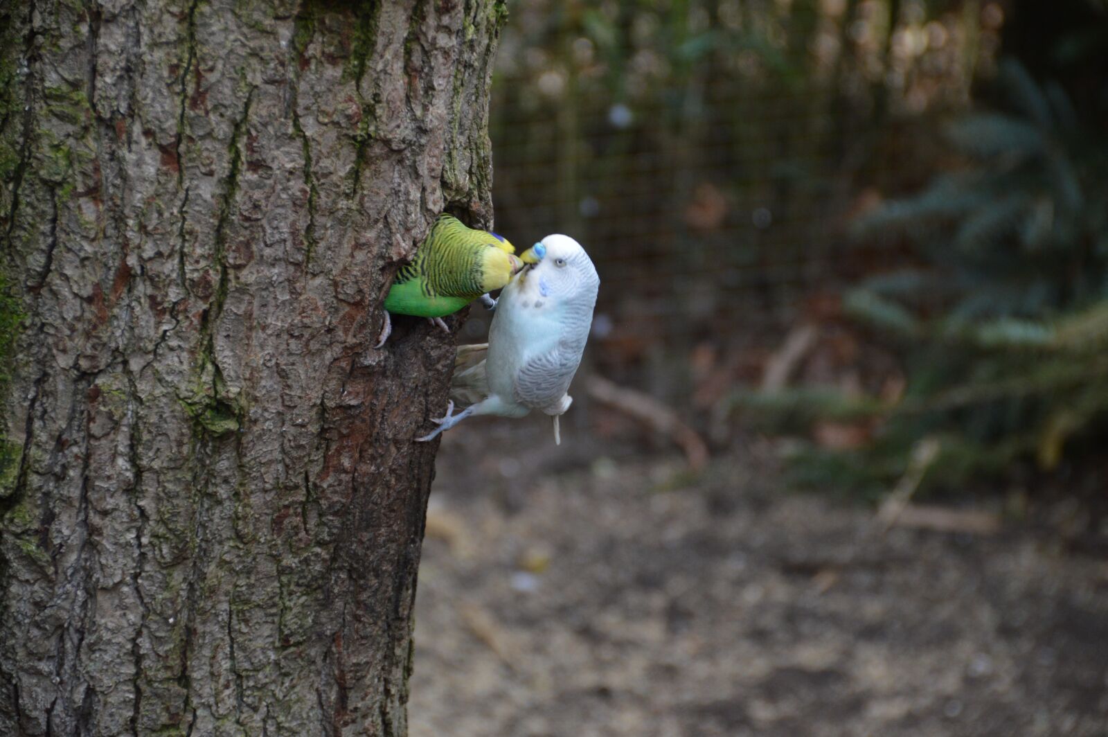 Nikon D3200 sample photo. Birds, parakeets, friendship photography