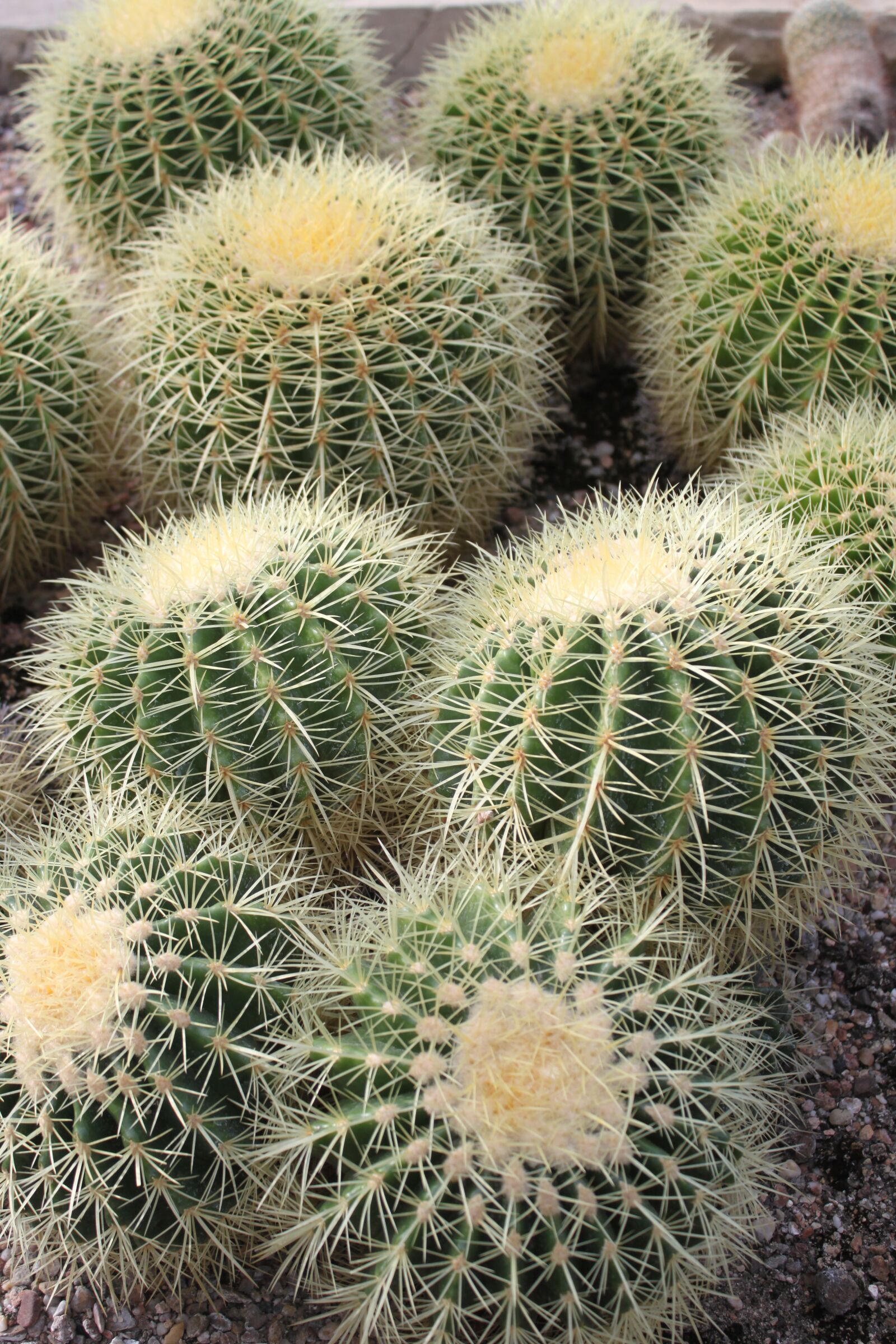 Canon EOS 500D (EOS Rebel T1i / EOS Kiss X3) sample photo. Cacti, succulents, cactus photography