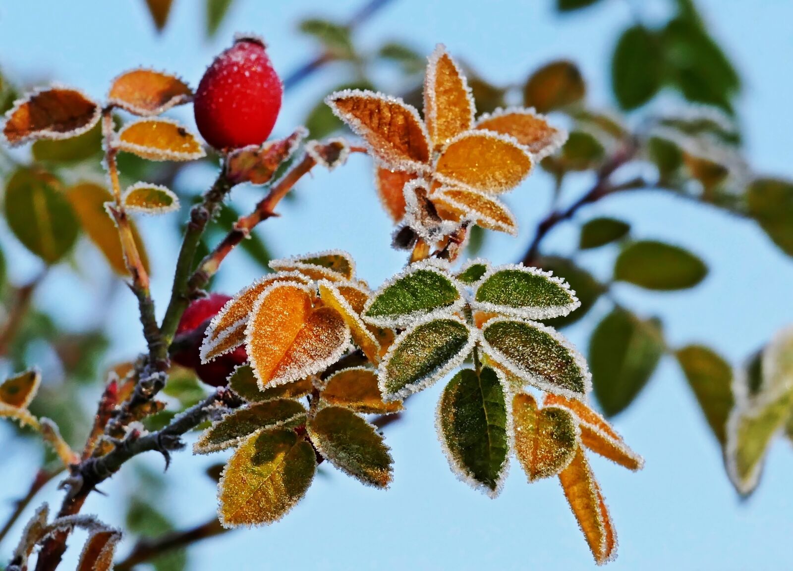 Panasonic Lumix DMC-FZ1000 sample photo. Rose hip, leaves, hoarfrost photography