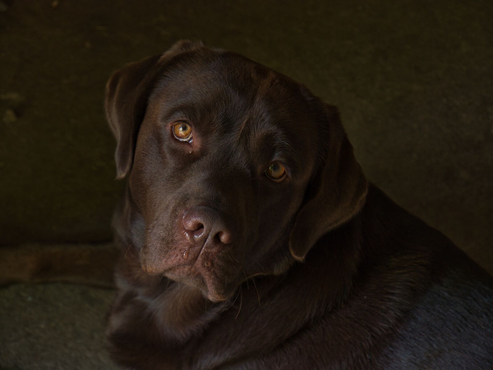 Panasonic DMC-G70 sample photo. Dog, labrador, brown photography