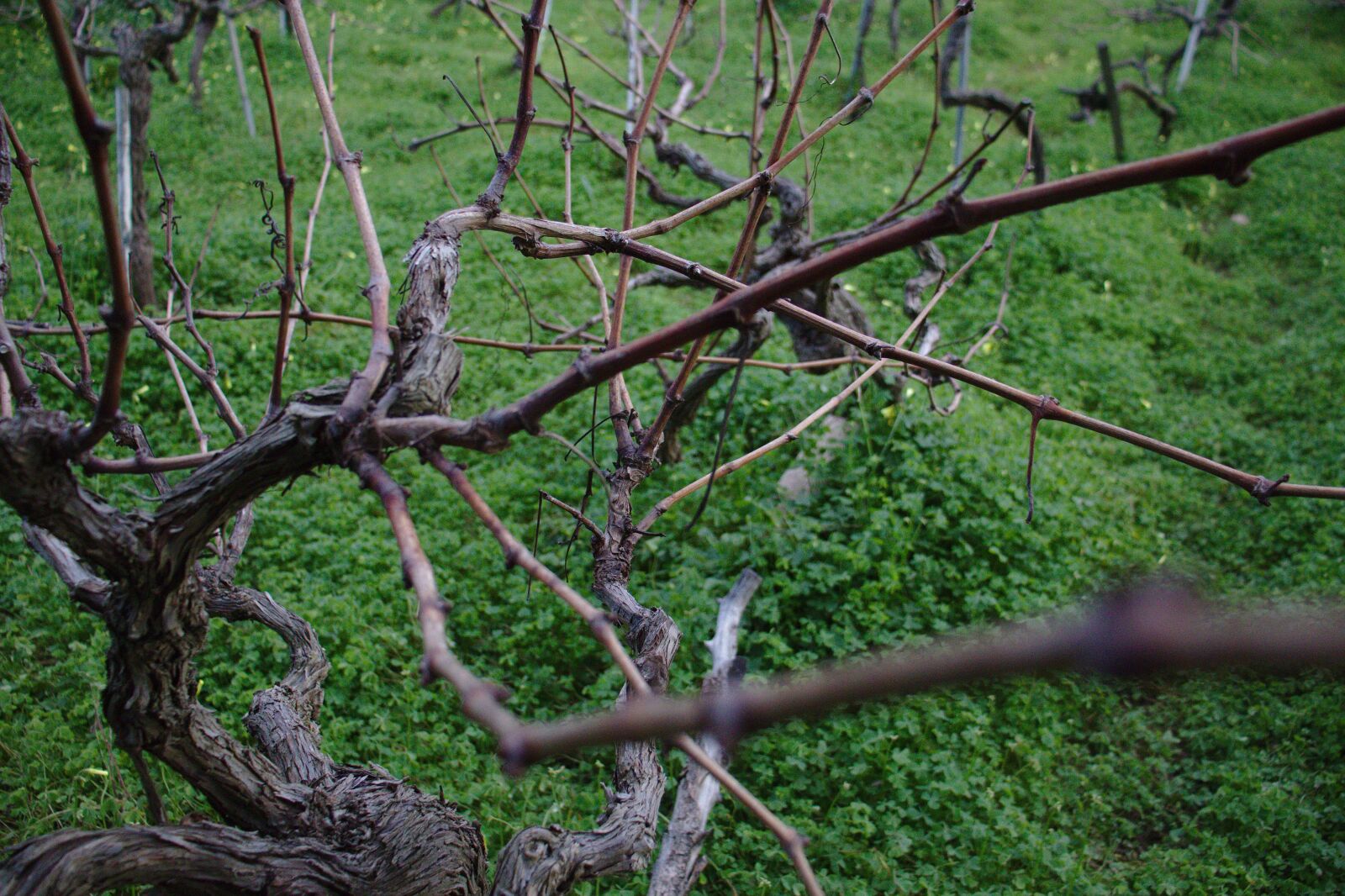 Canon EOS 800D (EOS Rebel T7i / EOS Kiss X9i) sample photo. Vine, vineyard, grapes photography