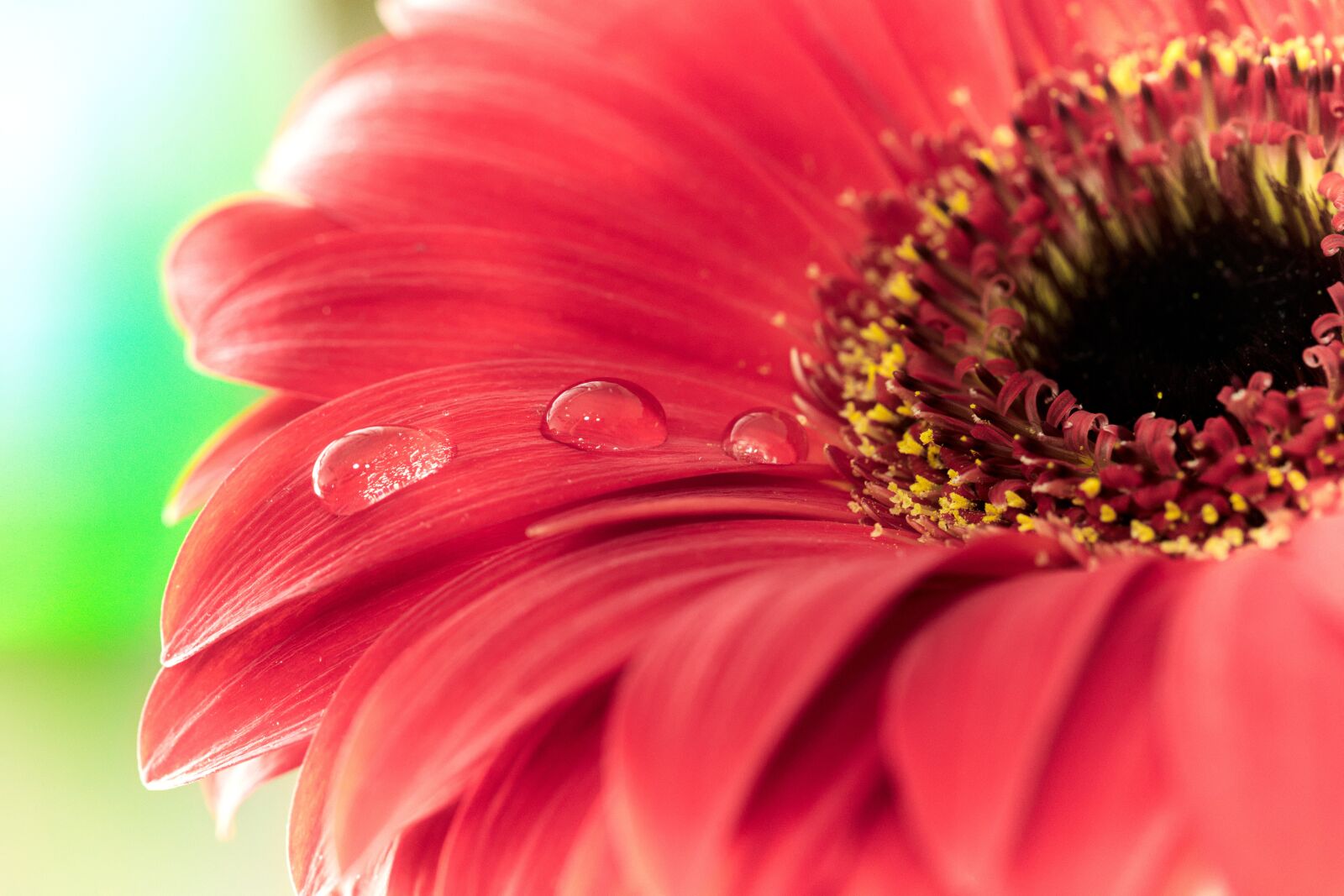 Nikon D600 sample photo. Drip, gerbera, flower photography