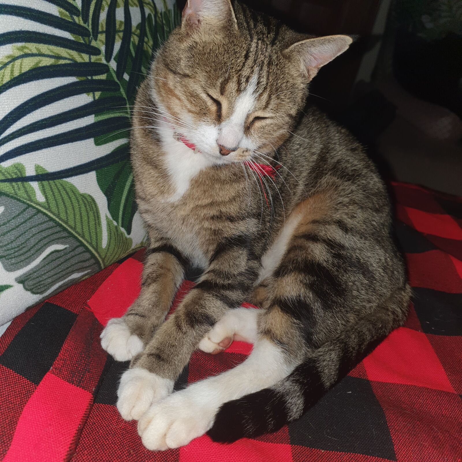 Samsung Galaxy S10 sample photo. Cat, tabby, portrait photography
