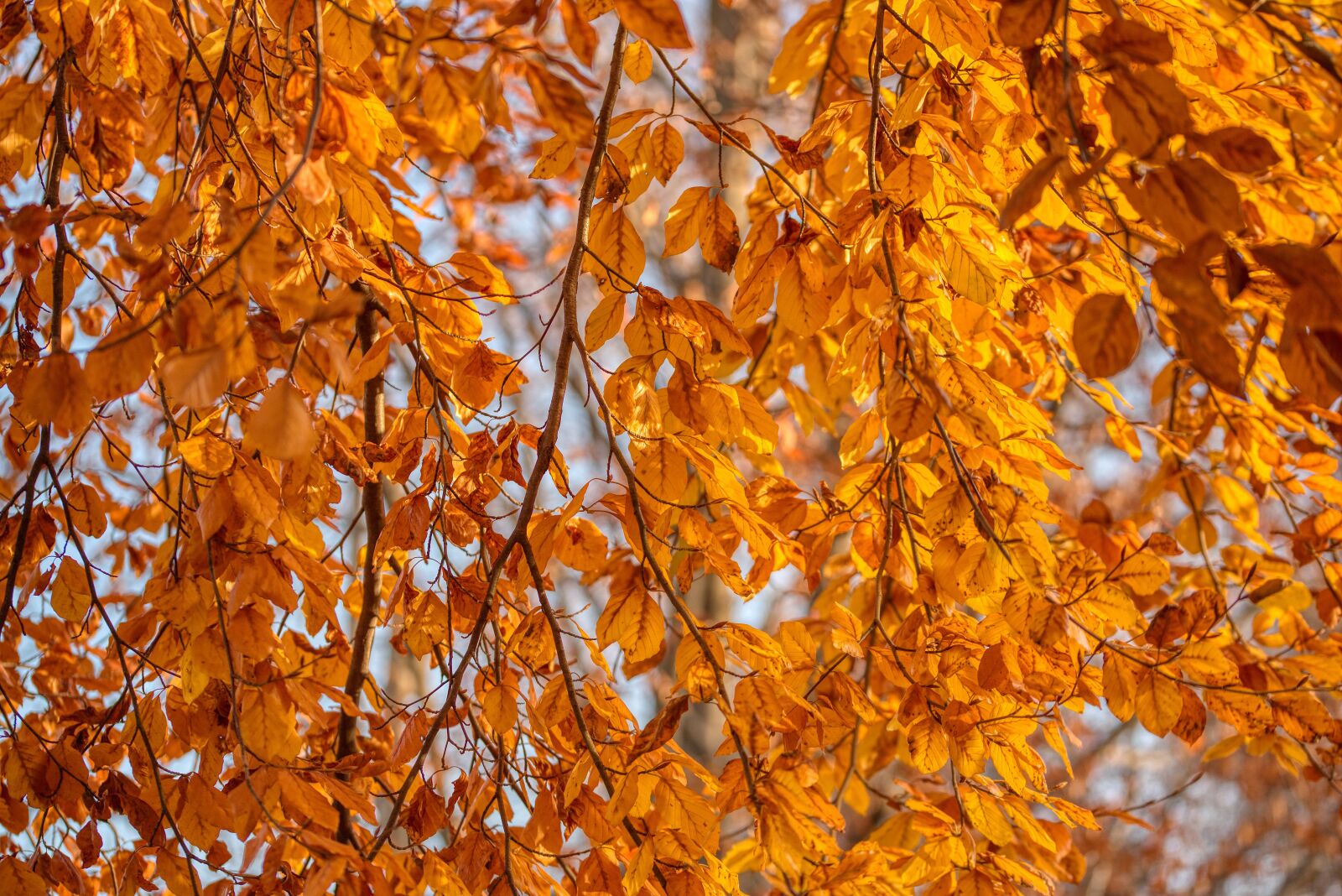 Nikon D750 sample photo. Birch, tree, branches photography