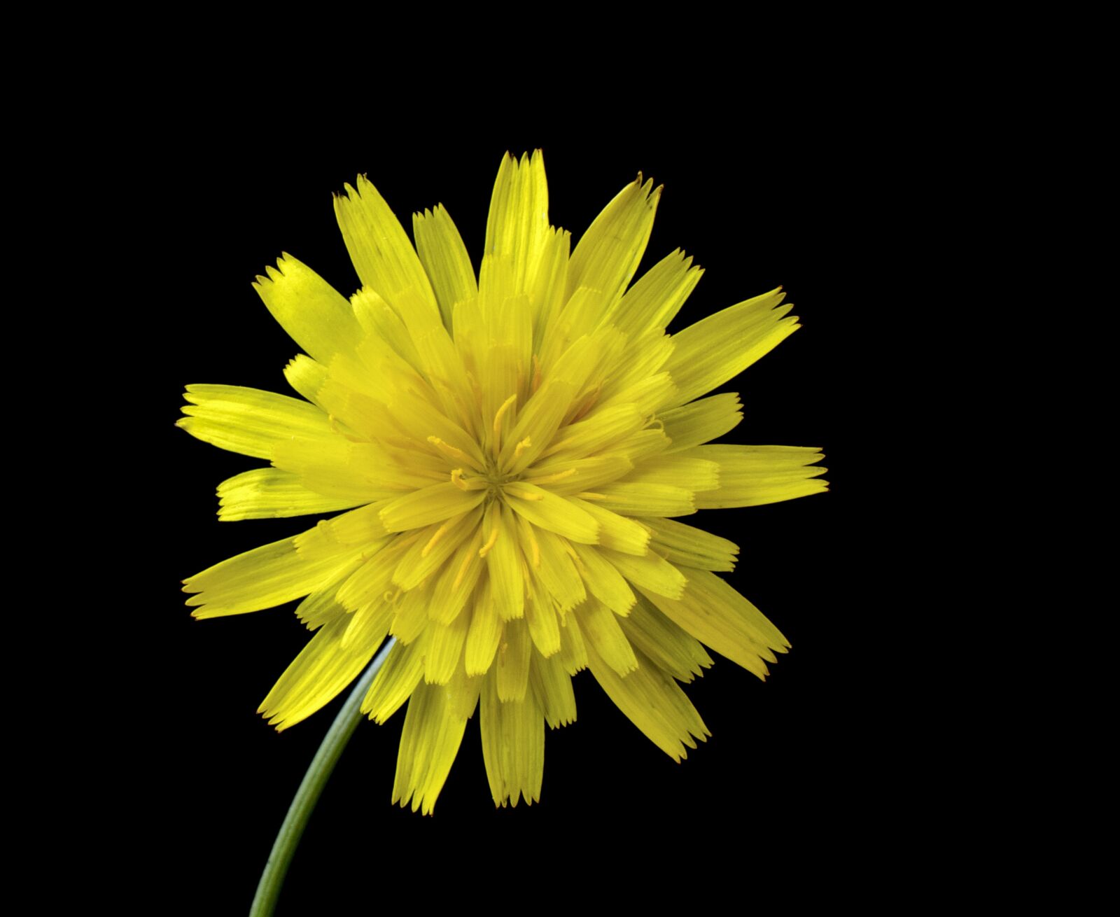Canon EOS 800D (EOS Rebel T7i / EOS Kiss X9i) sample photo. Cat's-ear, wildflower, botany photography