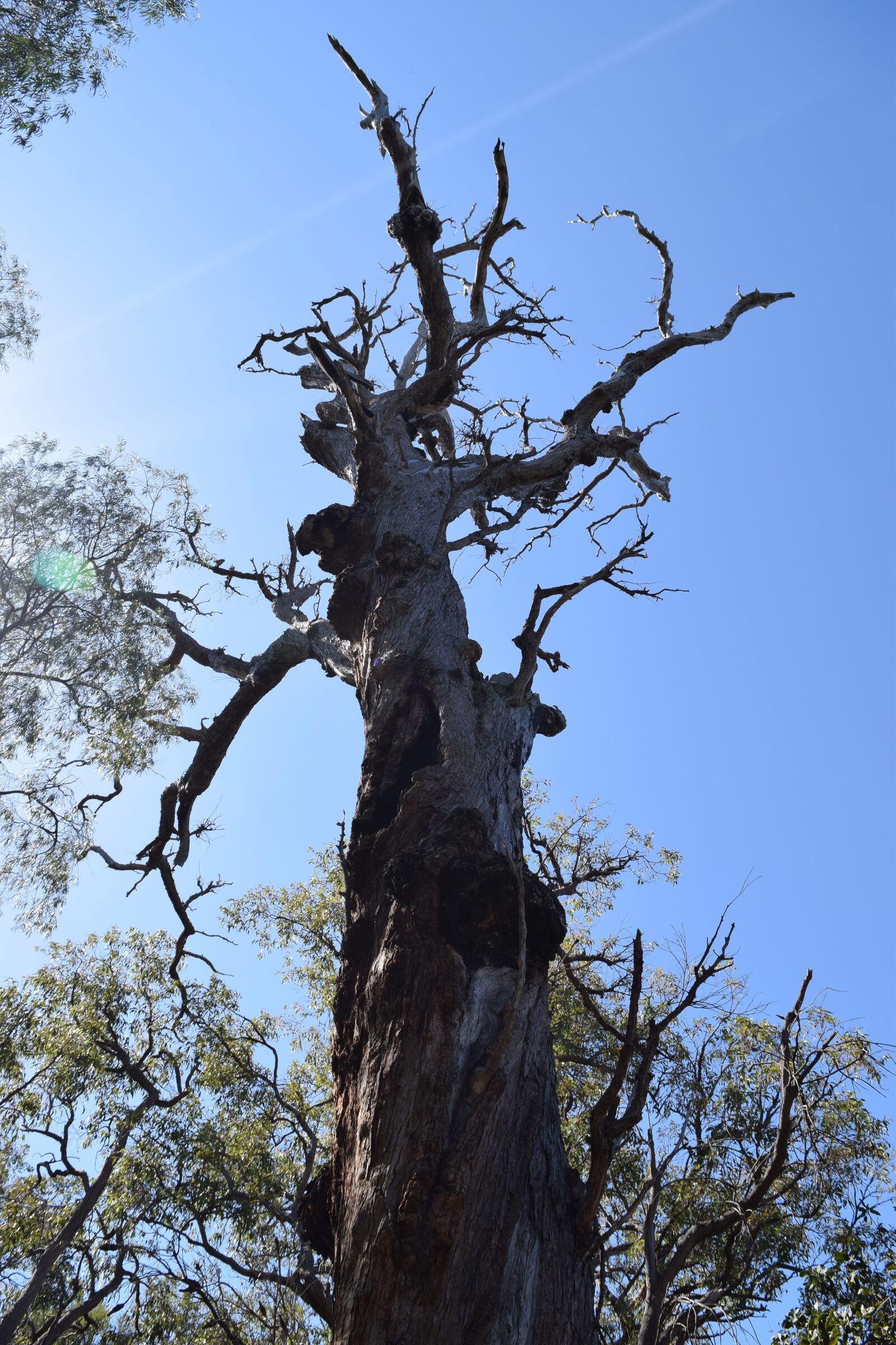 Nikon D3300 sample photo. Tree, ancient, trunk photography