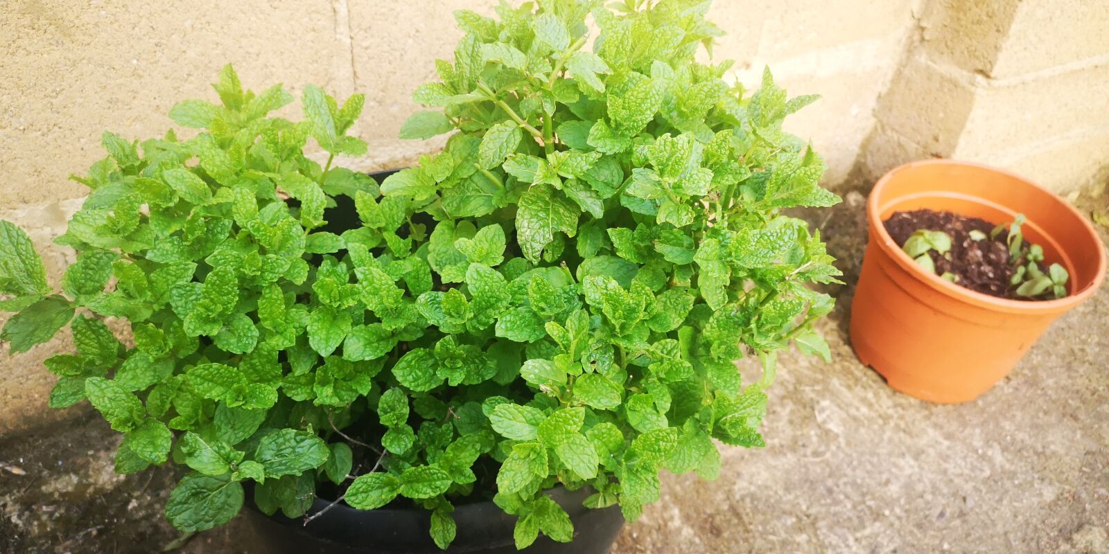 HUAWEI P20 sample photo. Mint, leaves, plant photography